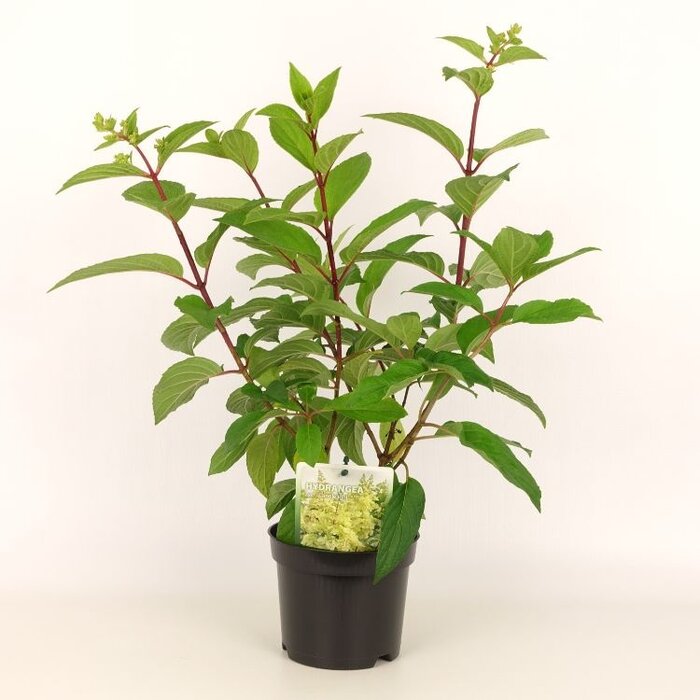 Pluimhortensia (Hydrangea paniculata 'Candlelight')