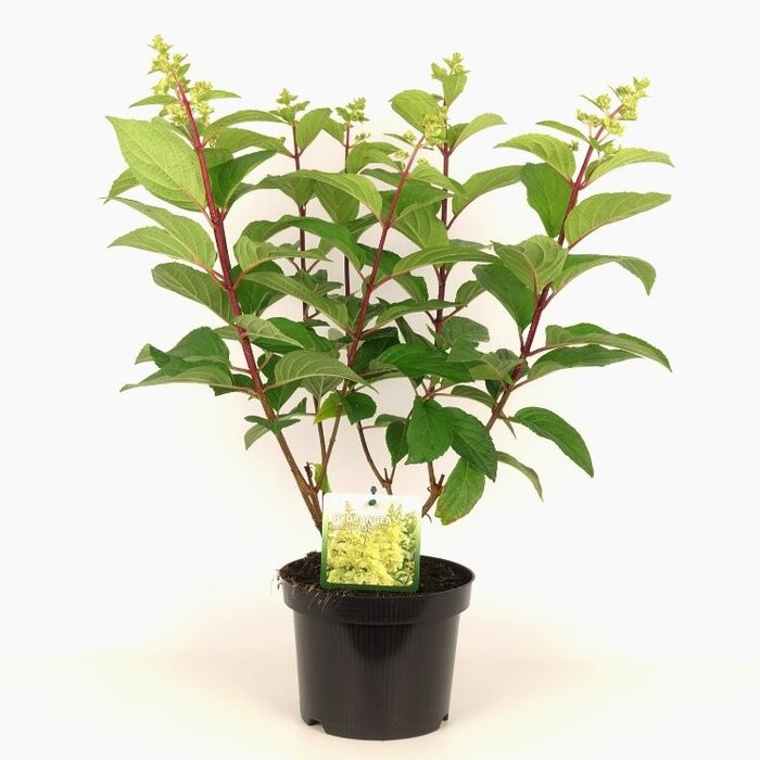 Pluimhortensia (Hydrangea paniculata 'Candlelight')