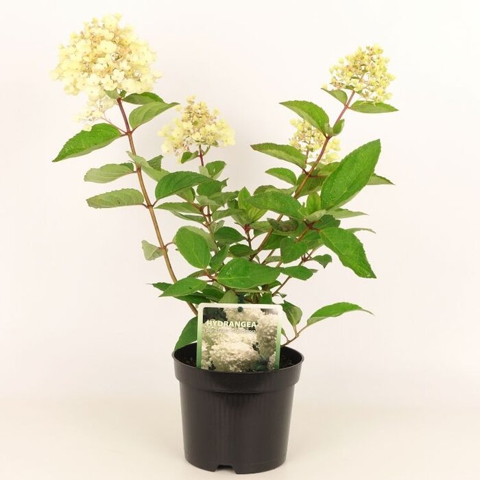 Pluimhortensia (Hydrangea paniculata 'Grandiflora')