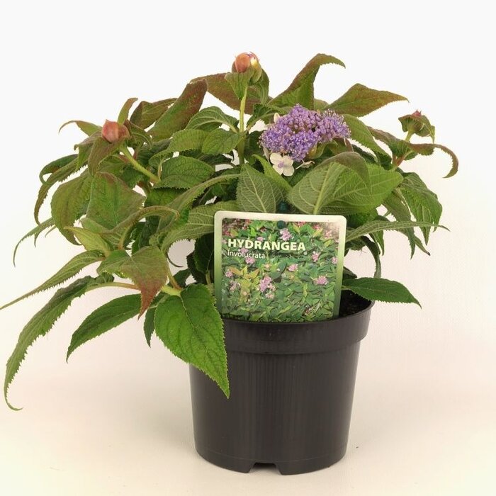 Hortensia - Hydrangea involucrata