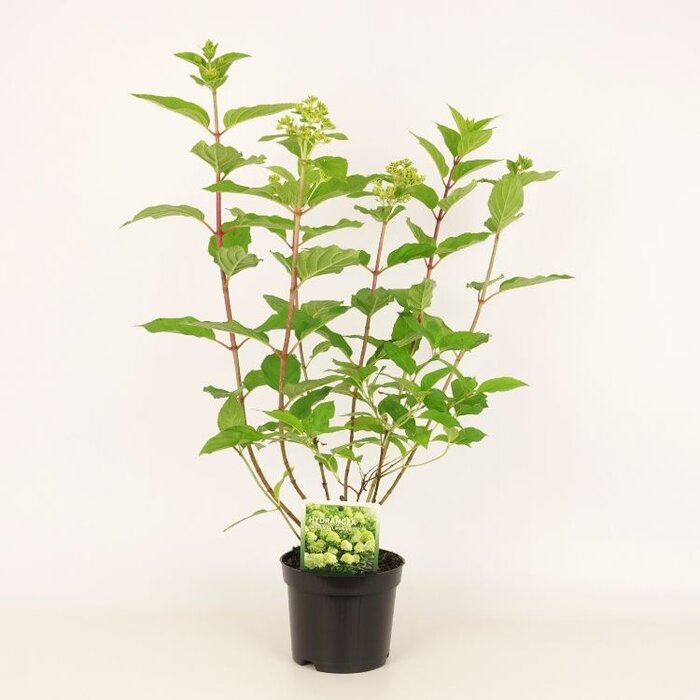 Pluimhortensia (Hydrangea paniculata 'Limelight' )