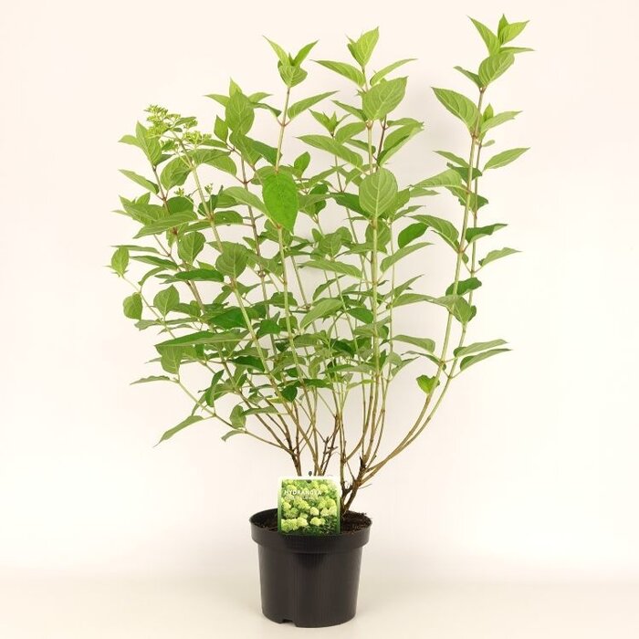 Pluimhortensia (Hydrangea paniculata 'Limelight' )