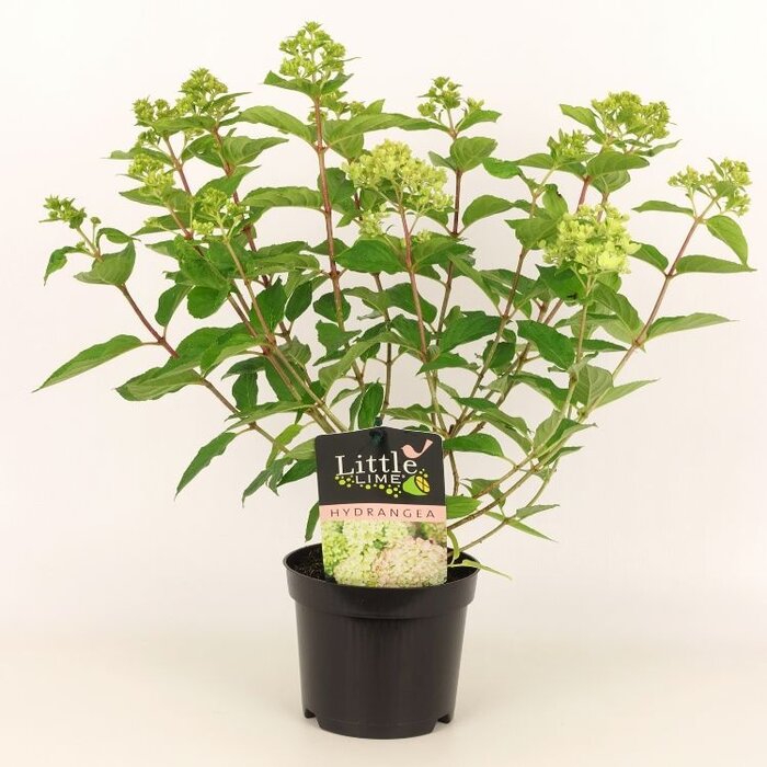 Pluimhortensia (Hydrangea paniculata 'Little Lime' )