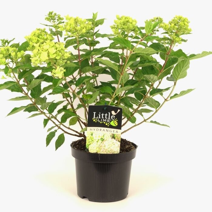 Pluimhortensia (Hydrangea paniculata 'Little Lime' )