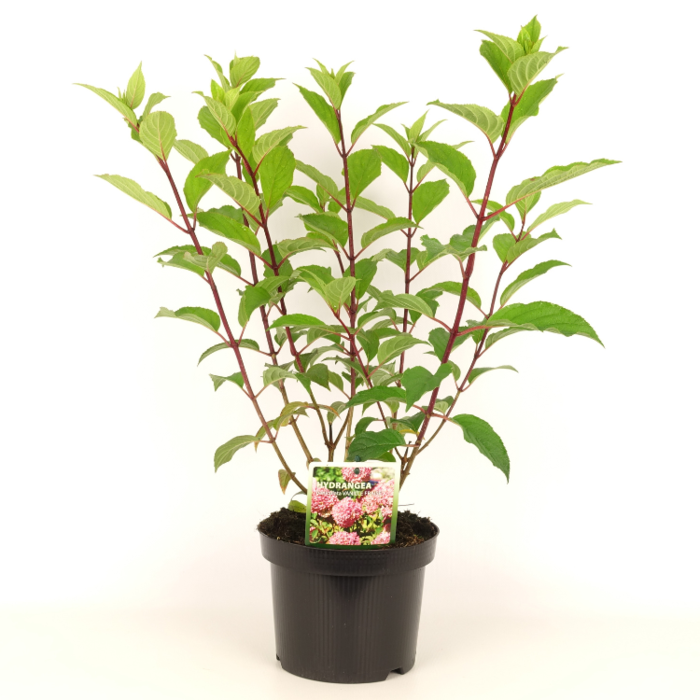 Pluimhortensia (Hydrangea paniculata Vanille Fraise )