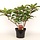 Hortensia (Hydrangea paniculata 'Wim's Red' )