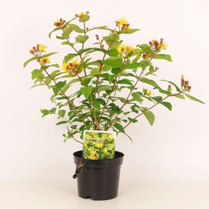 Hypericum inodorum 'Arcadia' - Hertshooi