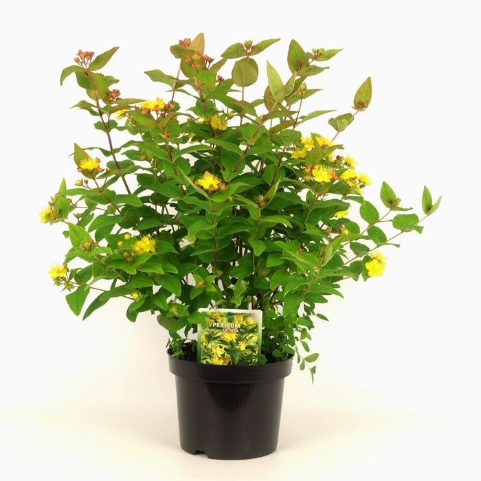 Hypericum inodorum 'Arcadia' - Hertshooi