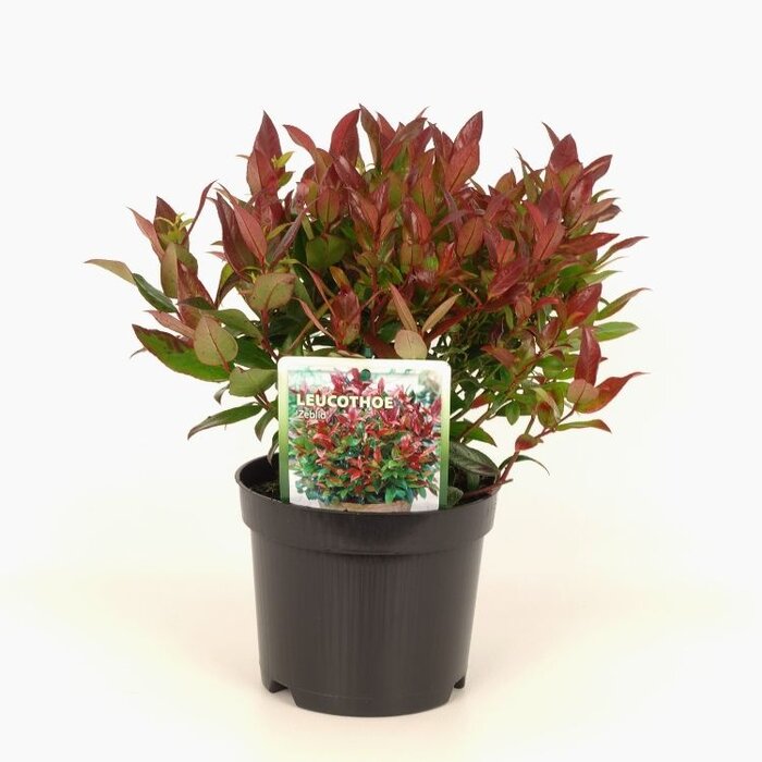 Druifheide (Leucothoe 'Zeblid')