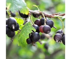 Ribes nidigrolaria 'Josta' - Jostabes (Kale wortel)