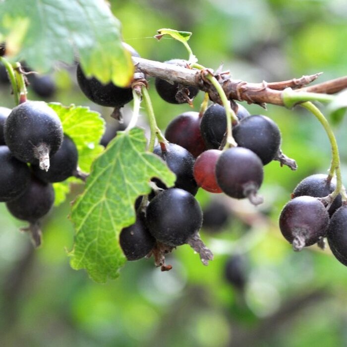 Ribes nidigrolaria 'Josta' - Jostabes (Kale wortel) PRE-ORDER
