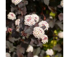 Physocarpus opulifolius - Blaasspirea (Kale wortel)