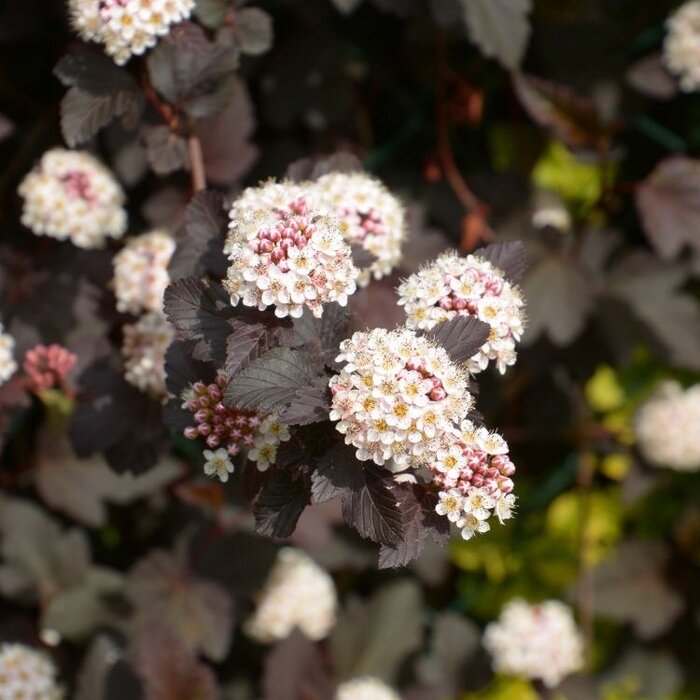 Physocarpus opulifolius - Blaasspirea (Kale wortel)