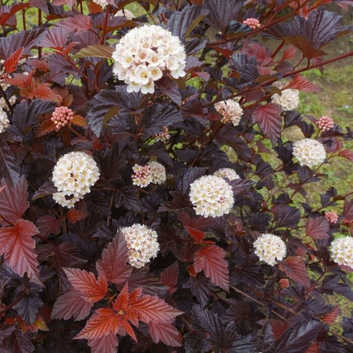 Physocarpus opulifolius - Blaasspirea (Kale wortel)
