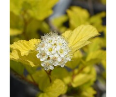 Physocarpus opulifolius 'Luteus' - Blaasspirea (Kale wortel)