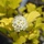 Physocarpus opulifolius 'Luteus' - Blaasspirea (Kale wortel) -> PRE-ORDER