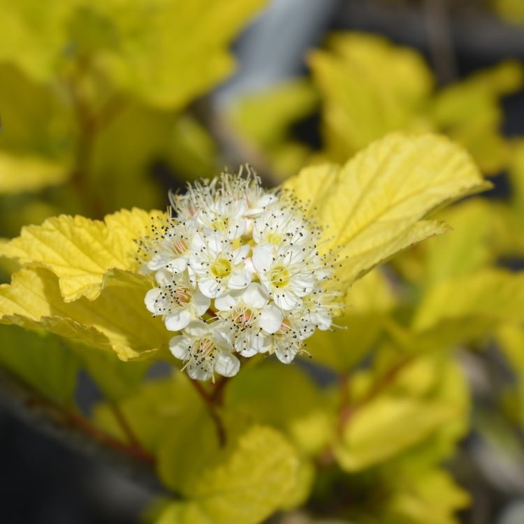 Physocarpus opulifolius 'Luteus' - Blaasspirea (Kale wortel) -> PRE-ORDER