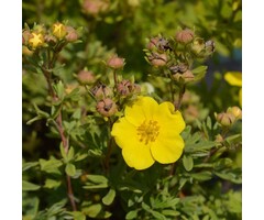 Potentilla fruticosa 'Elizabeth' - Ganzerik (Kale wortel)
