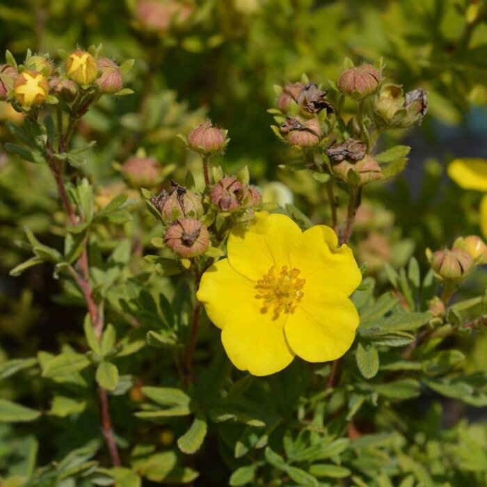 Potentilla fruticosa 'Elizabeth' - Ganzerik (Kale wortel)