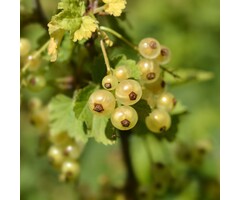 Ribes rubrum 'Blanka' - Witte bes (Kale wortel)