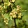 Ribes rubrum 'Blanka' - Witte bes (Kale wortel) -> PRE-ORDER