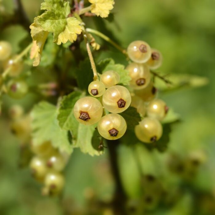 Ribes rubrum 'Blanka' - Witte bes (Kale wortel) PRE-ORDER