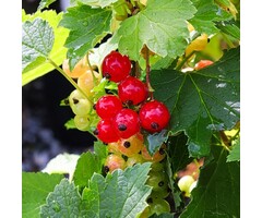 Ribes rubrum Red Lake' - Rode bes (Kale wortel)