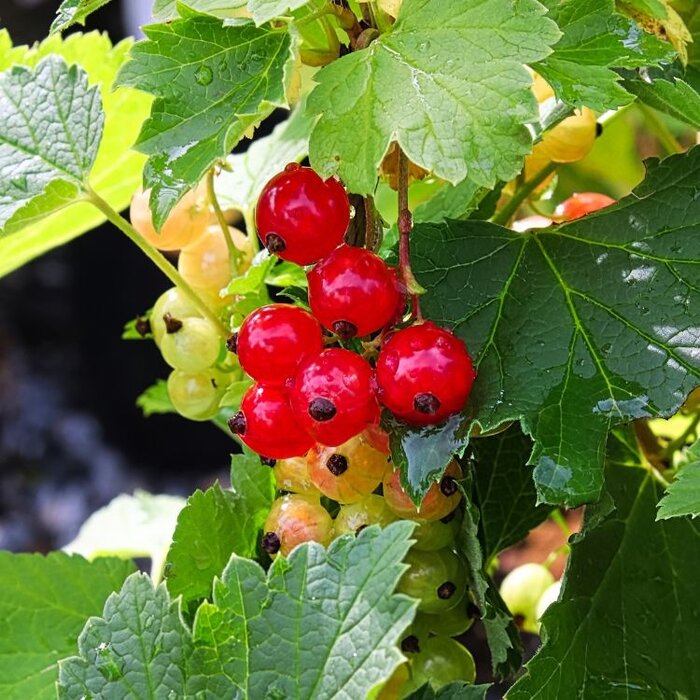Ribes rubrum Red Lake' - Rode bes (Kale wortel) PRE-ORDER