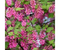 Ribes sanguineum - Rode ribes (Kale wortel)