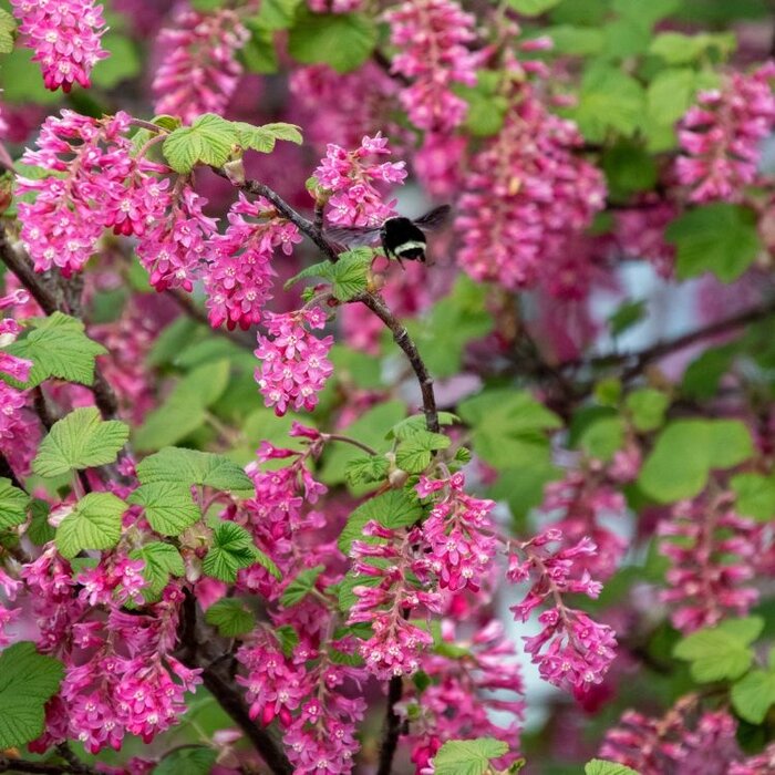 Ribes sanguineum - Rode ribes (Kale wortel) PRE-ORDER