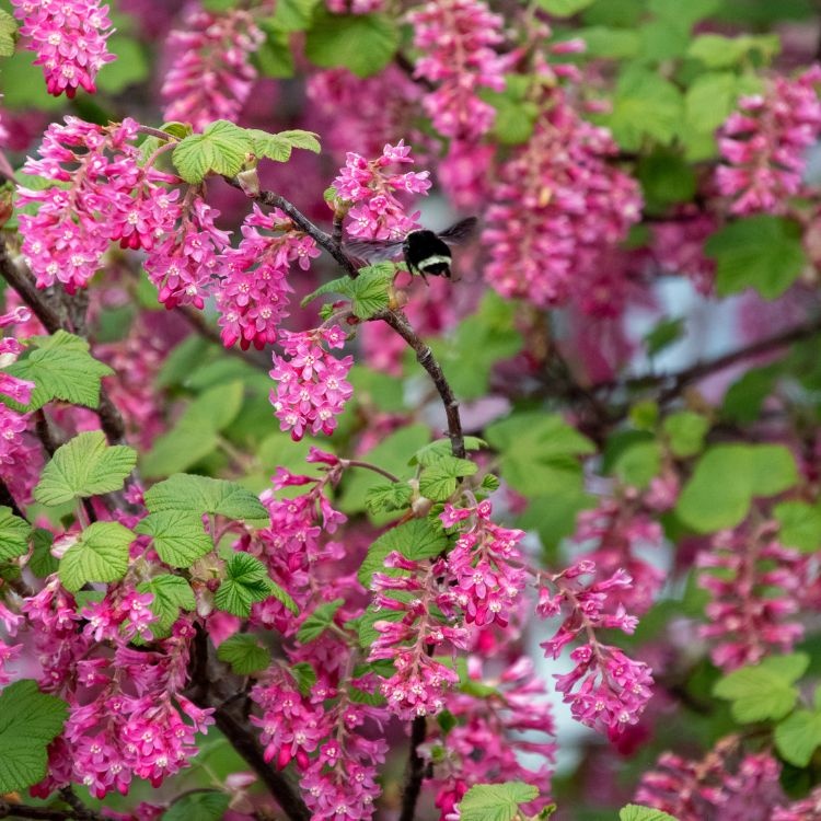 Ribes sanguineum - Rode ribes (Kale wortel) PRE-ORDER