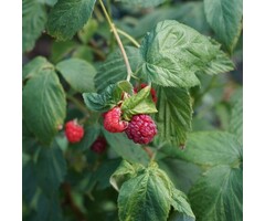 Rubus idaeus 'Schonemann' - Framboos (Kale wortel)
