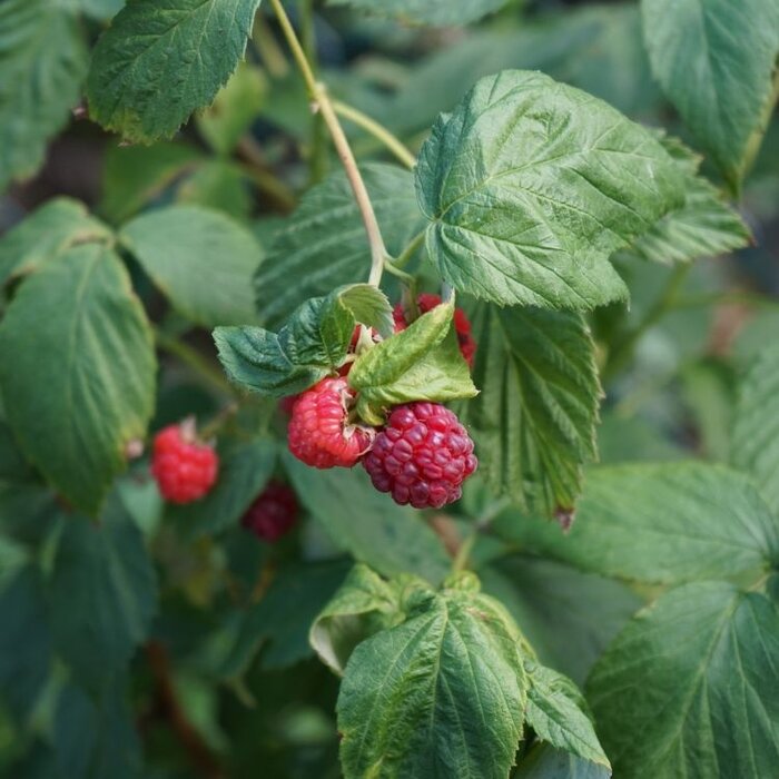 Rubus idaeus 'Schonemann' - Framboos (Kale wortel) PRE-ORDER