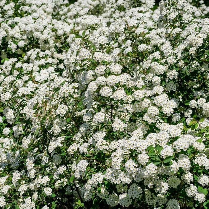Spirea nipponica 'June Bride' - Spierstruik (Kale wortel)