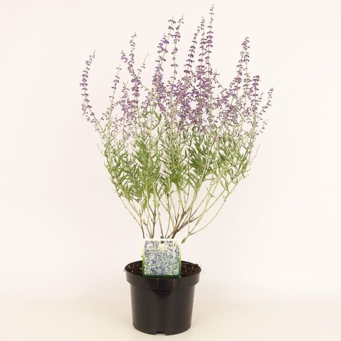 Reuzenlavendel (Perovskia atriplicifolia 'Blue Spire')