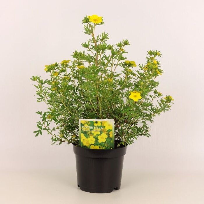 Ganzerik (Potentilla fruticosa 'Goldfinger')