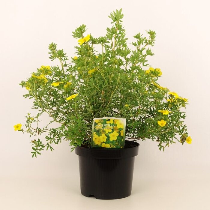 Ganzerik (Potentilla fruticosa 'Goldfinger')