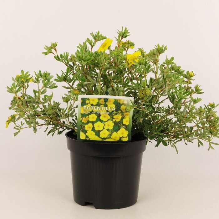 Ganzerik (Potentilla fruticosa 'Goldstar')