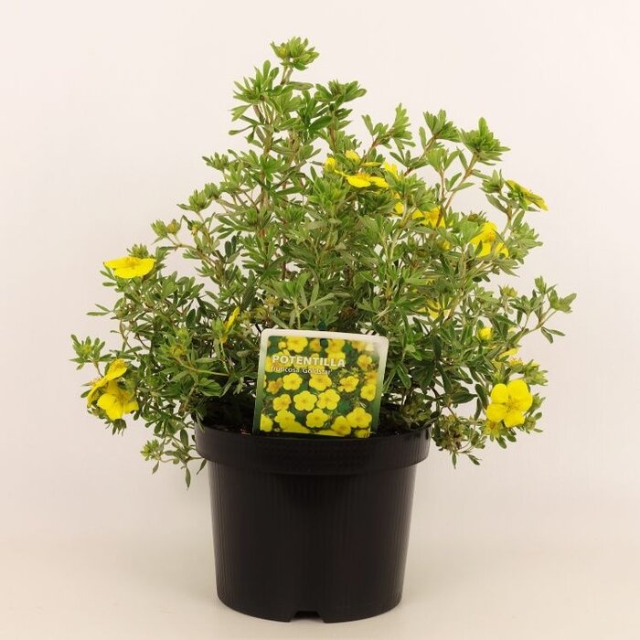 Ganzerik (Potentilla fruticosa 'Goldstar')