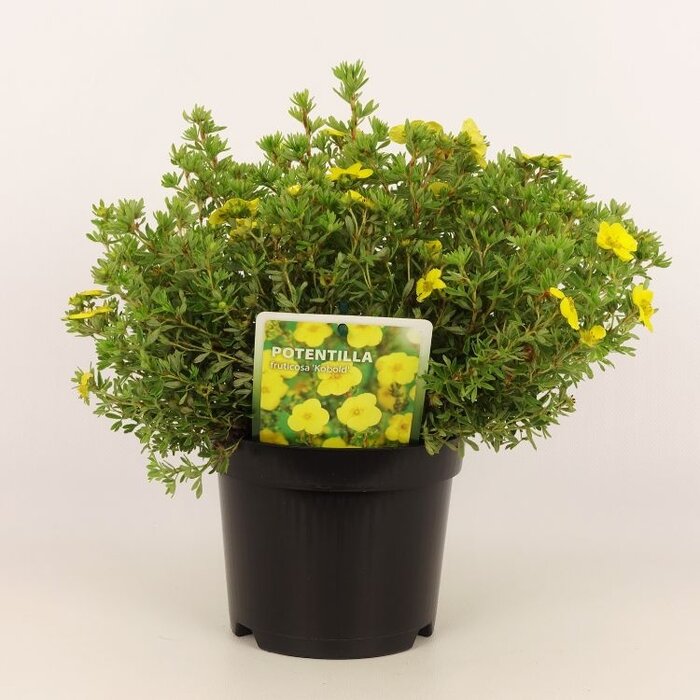Ganzerik (Potentilla fruticosa 'Kobold')