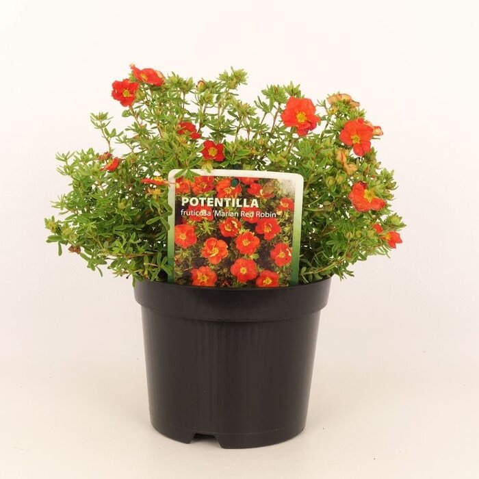 Ganzerik (Potentilla fruticosa Marian Red Robin)