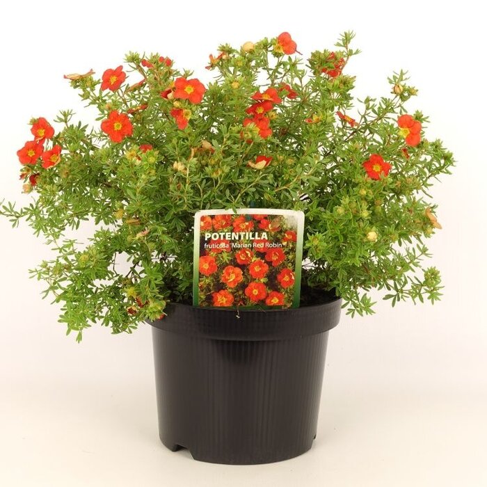 Ganzerik (Potentilla fruticosa Marian Red Robin)