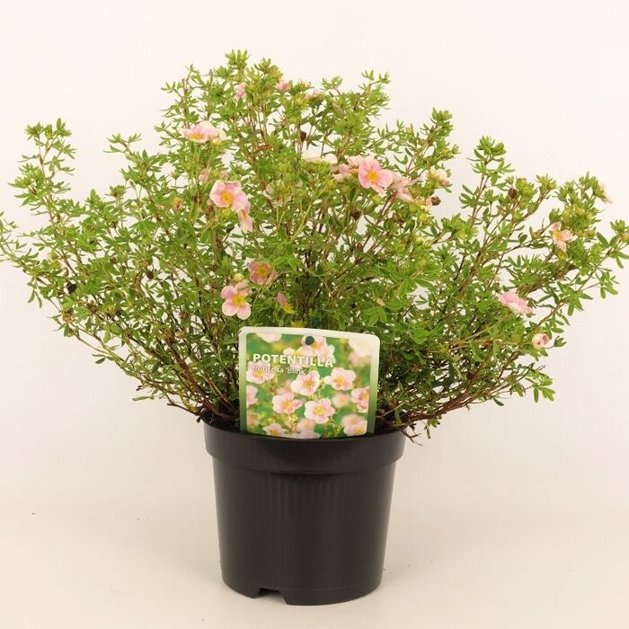 Ganzerik (Potentilla fruticosa 'Pink Queen')