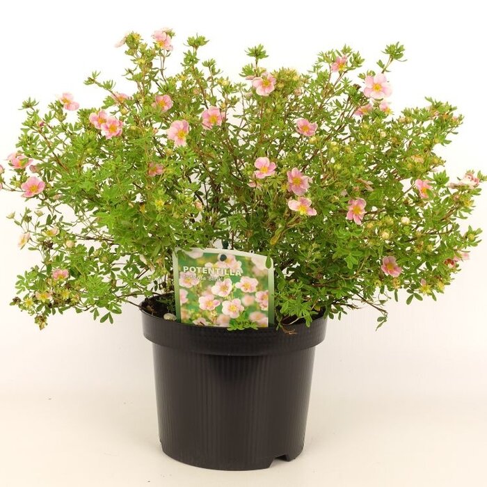 Ganzerik (Potentilla fruticosa 'Pink Queen')