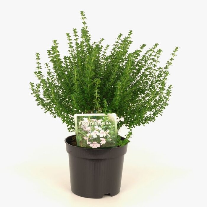 Muntstruik (Prostanthera cuneata)