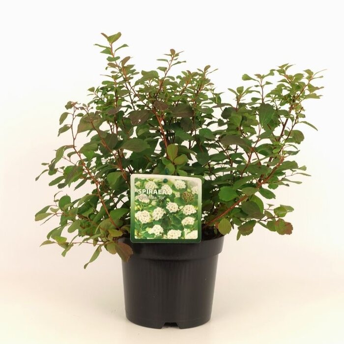 Spierstruik (Spirea betulifolia 'Tor')