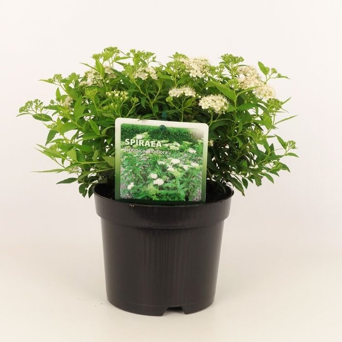 Spierstruik (Spirea japonica 'Albiflora')