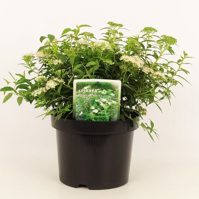 Spierstruik (Spirea japonica 'Albiflora')