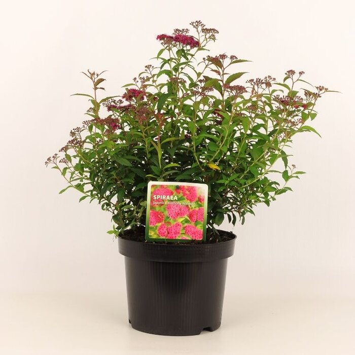 Spierstruik (Spirea japonica 'Anthony Waterer')