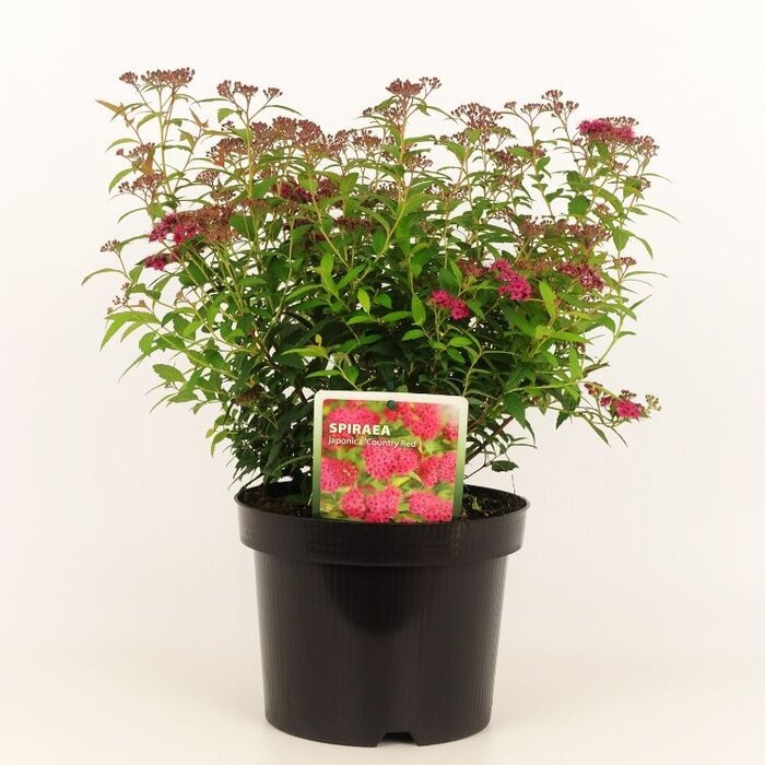 Spierstruik (Spirea japonica 'Country Red')